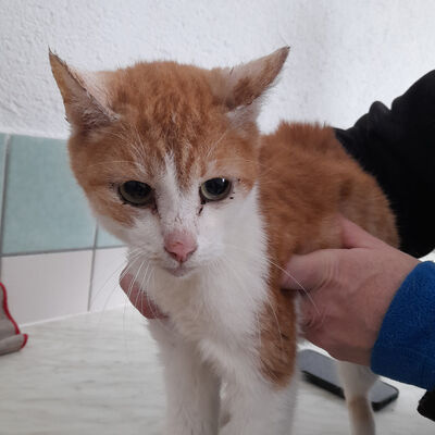 Diese Katze such ein neues Zuhause