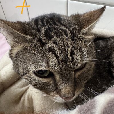 Bild vergr&ouml;&szlig;ern: Eine der Katzen, die ein neues Zuhause suchen