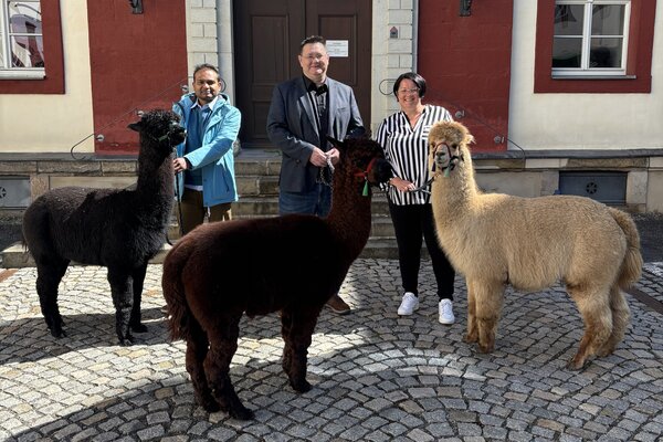 Bild vergr&ouml;&szlig;ern: Schlosshof mit Alpakas