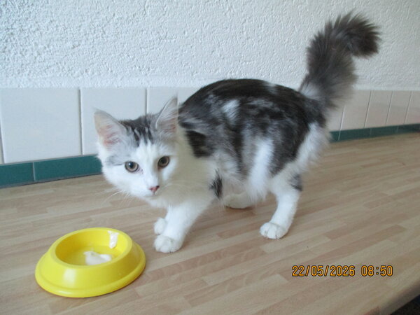 Maine Coon Katze