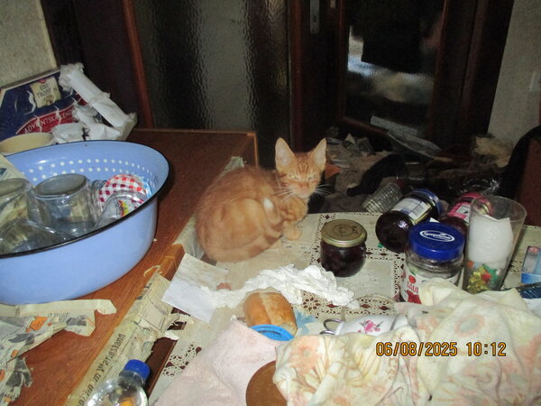 Einblick in die Katzenrettung.