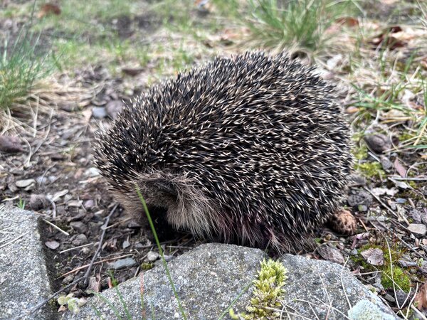 PM 2025 291 Verletzter Igel