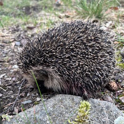 PM 2025 291 Verletzter Igel