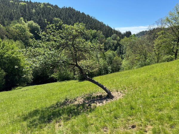 Bild vergrößern: Blick auf das Heide-Gebiet