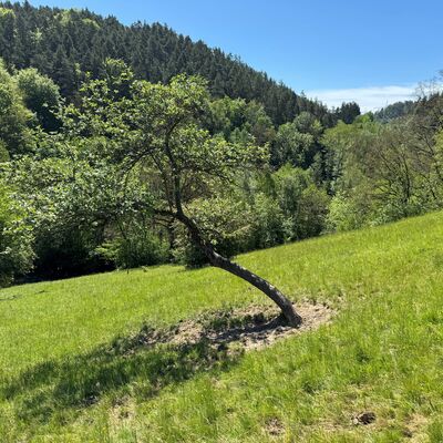 Blick auf das Heide-Gebiet