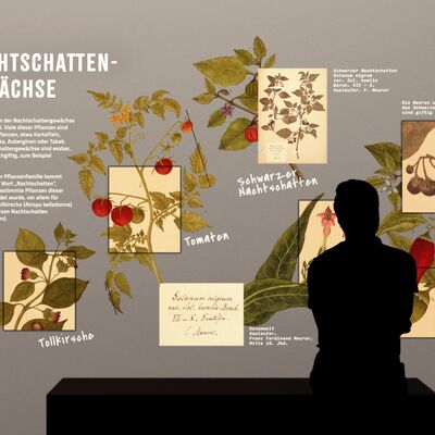 Bild vergrößern: Nachtschattengewäsche in der naturhistorischen Ausstellung im Thüringer Landesmuseum Heidecksburg