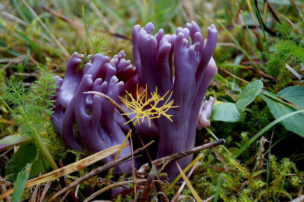 Amethystfarbene Wiesenkoralle, Pilz des Jahres 2025. Aufgenommen auf einer Bergwiese bei Sommersdorf in der Nähe von Gräfenthal von Sven Heinz