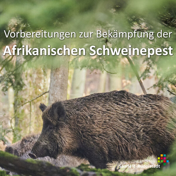 Bild vergr&ouml;&szlig;ern: Vorbereitungen zur Bekämpfung der Afrikanischen Schweinepest