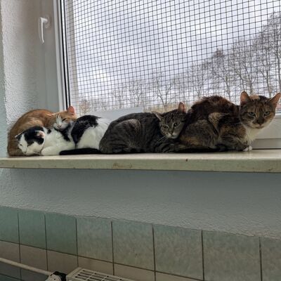 Katzen im Tierheim suchen ein neues Zuhause.